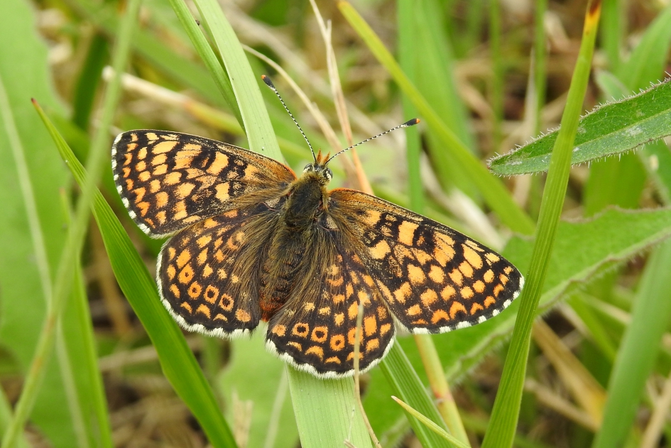 In 't veld - Geleedpotigen - Veldparelmoervlinder