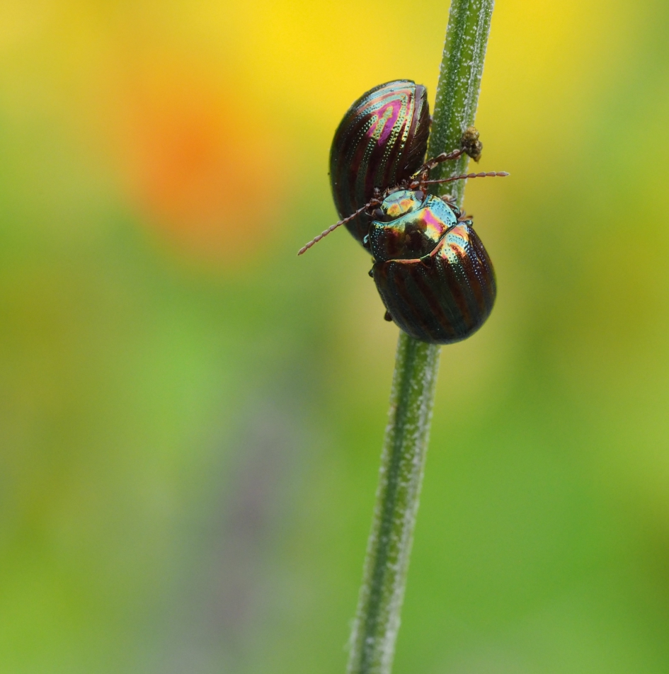 In touch - Geleedpotigen - Rozemarijngoudhaantjes