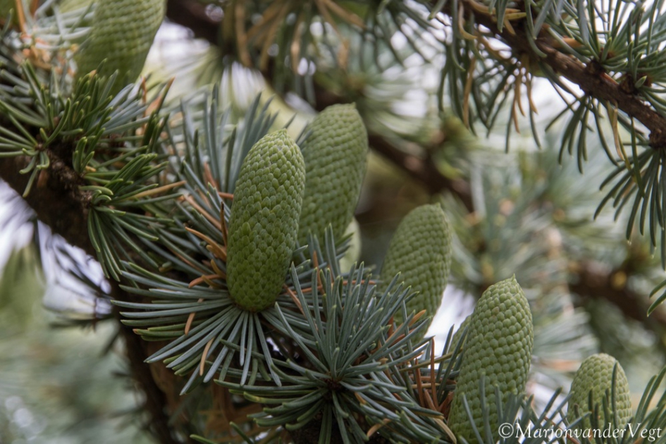 In wording - Planten - Denneboom