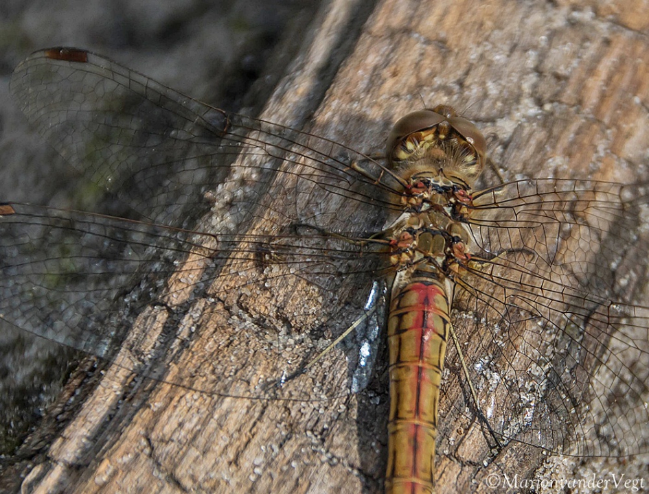 Ingenieus bouwwerk - Geleedpotigen - Libelle