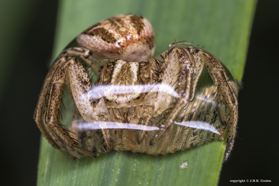 Ingepakt - Geleedpotigen - Krabspin