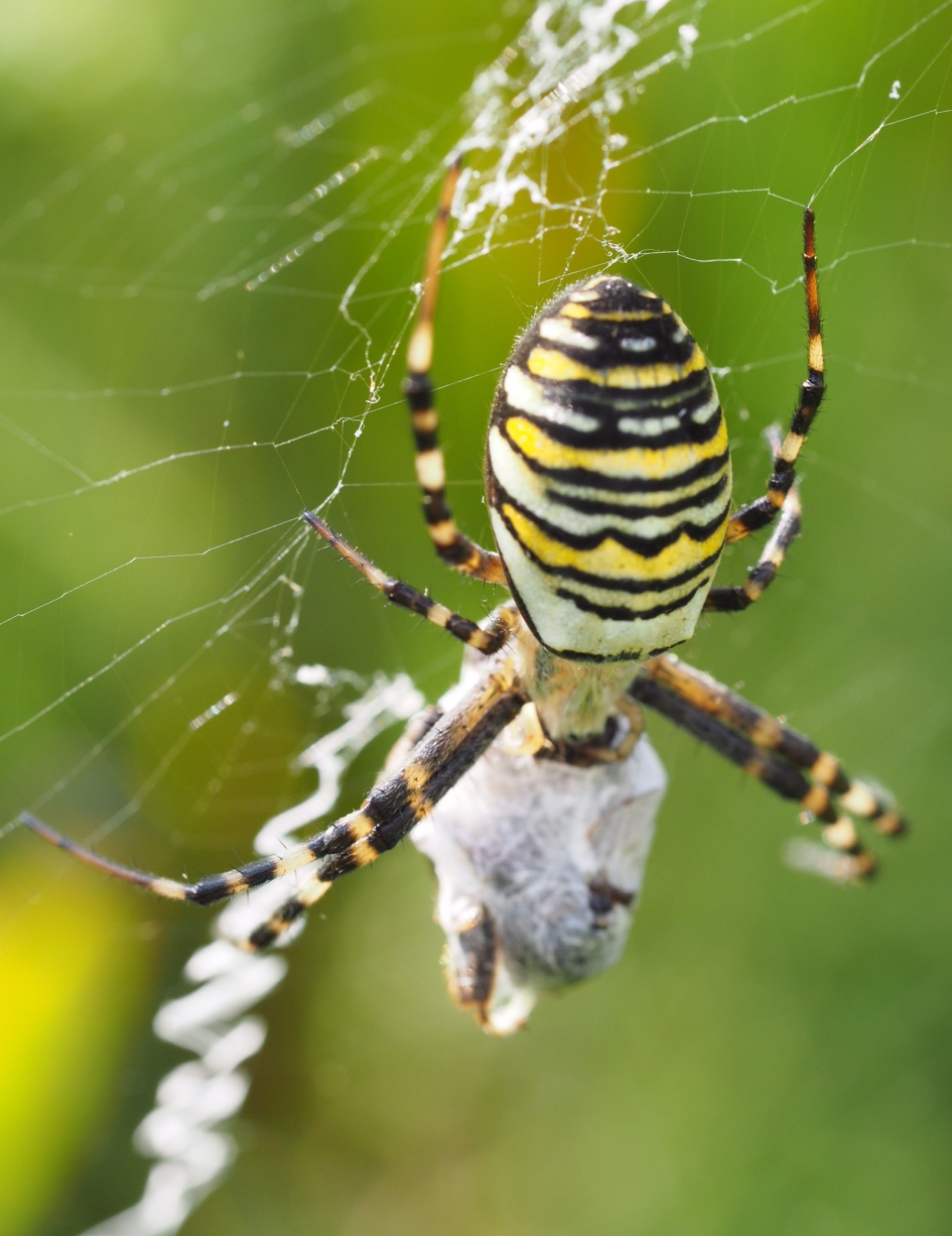 Ingepakt - Geleedpotigen - 