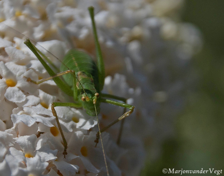 Ingewikkeld - Geleedpotigen - Sprinkhaan