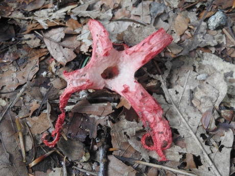 Inktviszwam op zijn retour 2