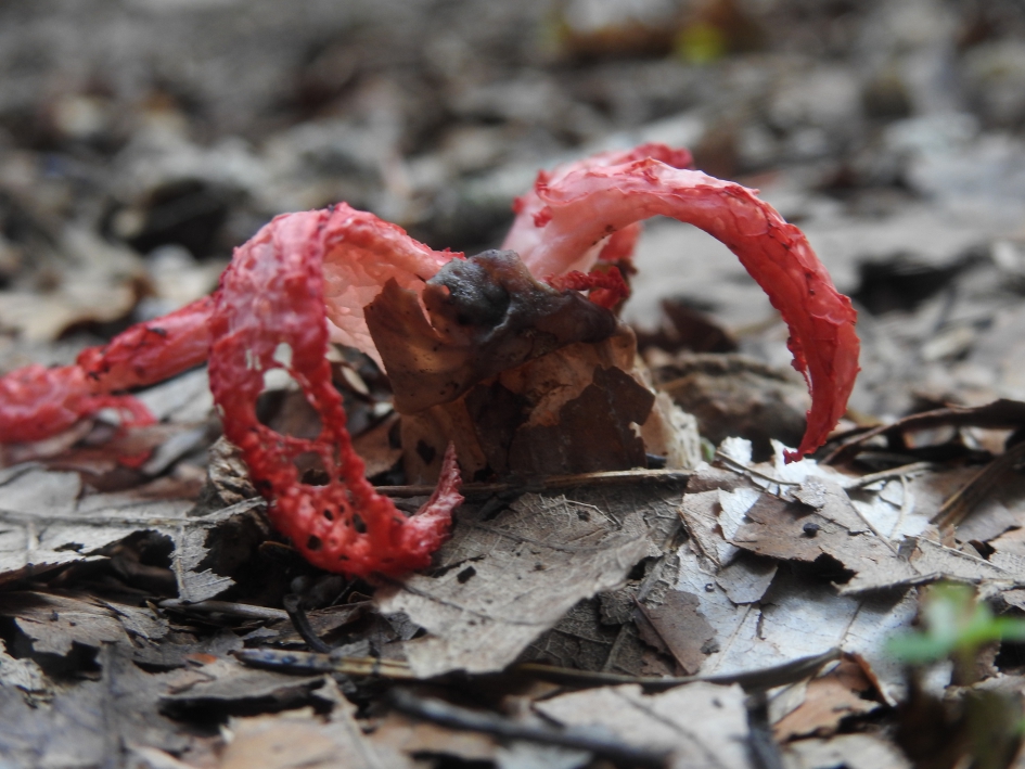 Inktviszwam op zijn retour - Schimmels - Inktviszwam