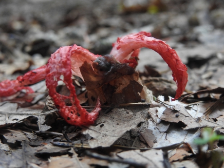 Inktviszwam op zijn retour