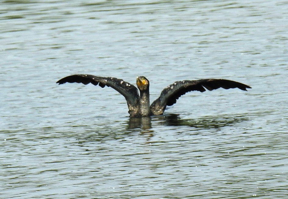 Je hoeft niet op een paal te zitten om je veren te drogen. - Vogels - Aalscholver