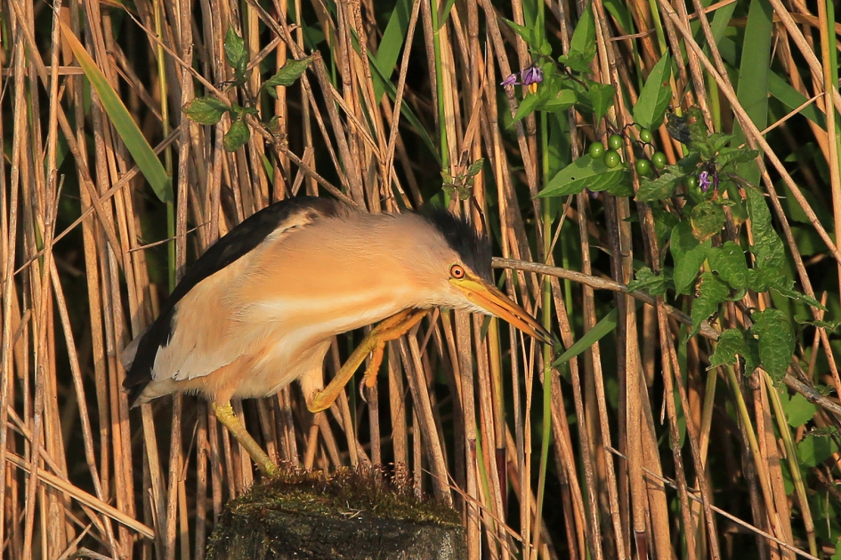 Jeuk - Vogels - Woudaap