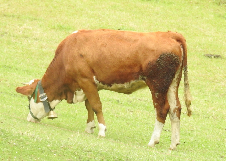 Jingle bells - Zoogdieren - 