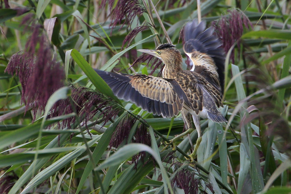 Jong en wild ... - Vogels - Woudaap