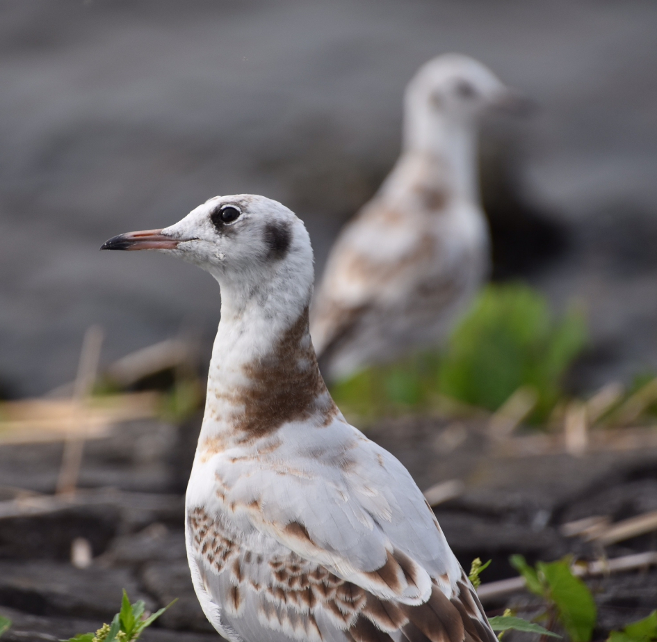 Jonge kokmeeuw - Vogels - 