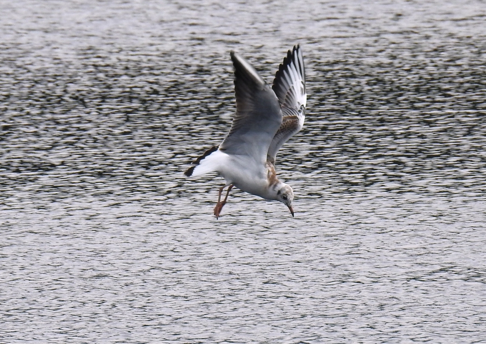 Jonge kokmeeuw duikt het water in. - Vogels - Kokmeeuw