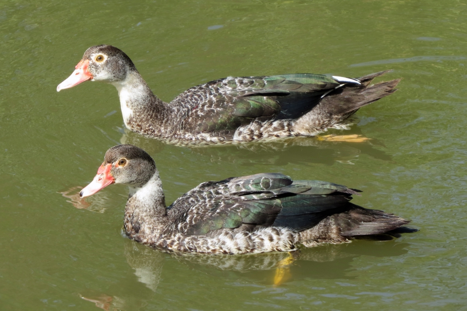 Jonge muskuseenden - Vogels - 