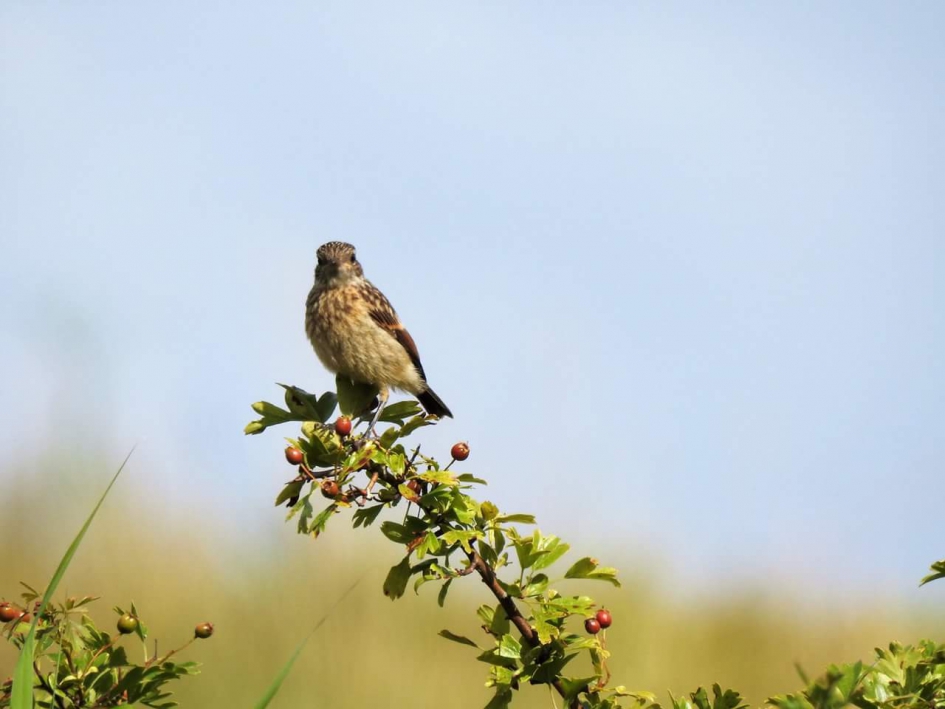 Jonge rbt - Vogels - Roodborsttapuit