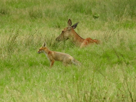 Jonge vos komt op bezoek bij rustende  Edelherten
