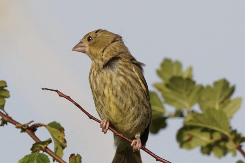 Jongeling - Vogels - Groenling