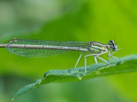 Juffertje in het groen