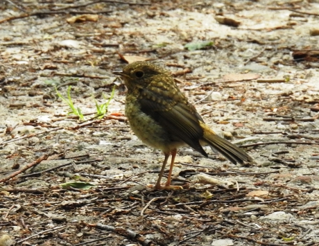 Juveniel roodborstje