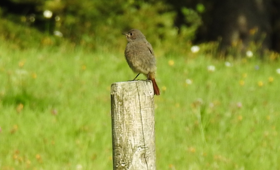 Juveniele zwarte roodstaart - Vogels - Zwarte roodstaart