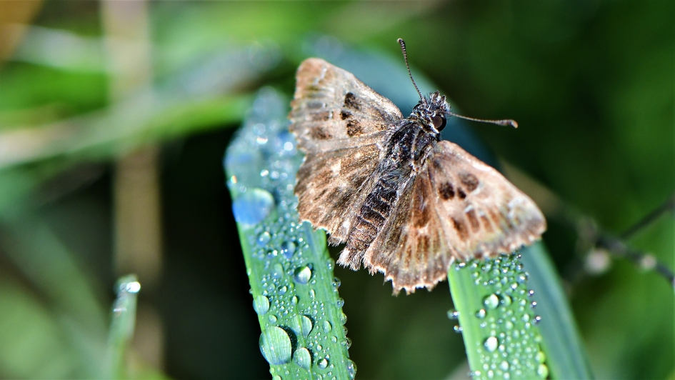 kaasjeskruiddikkopje - Geleedpotigen - Kaasjeskruiddikkopje