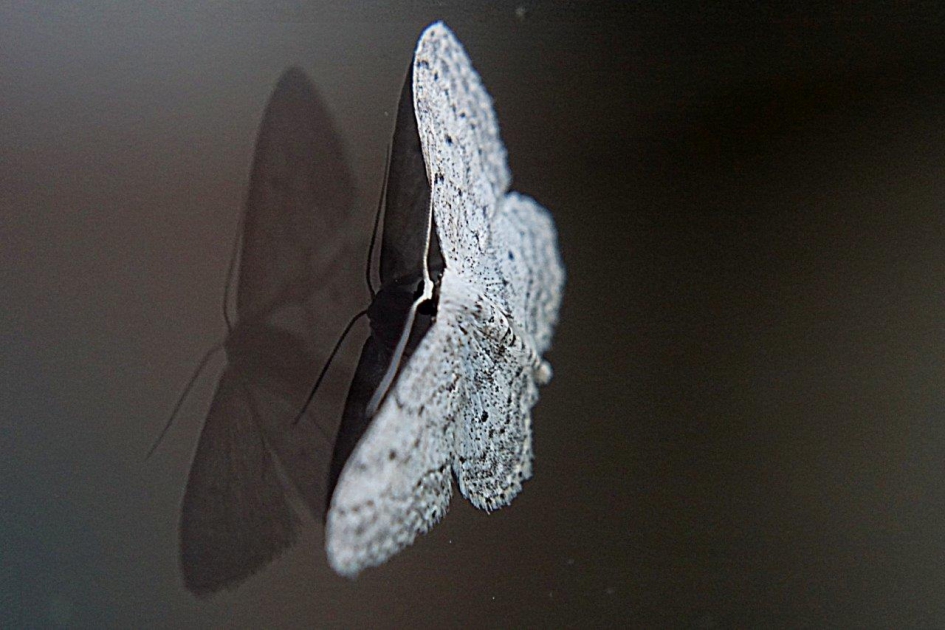 Kant op het raam 2 - Geleedpotigen - Witte grijsbandspanner