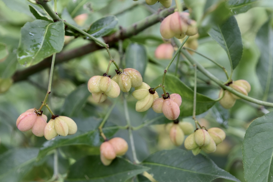 Kardinaalsmuts - Planten - 