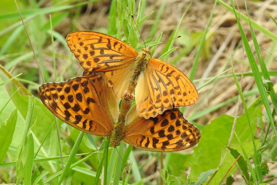 Keizerlijk paar - Geleedpotigen - Keizersmantel