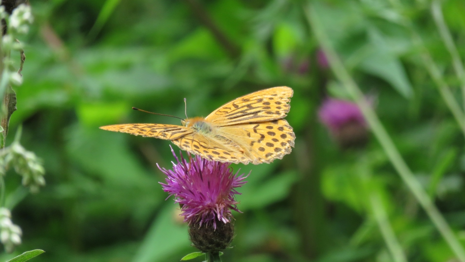 Keizersmantel - Geleedpotigen - Keizersmantel