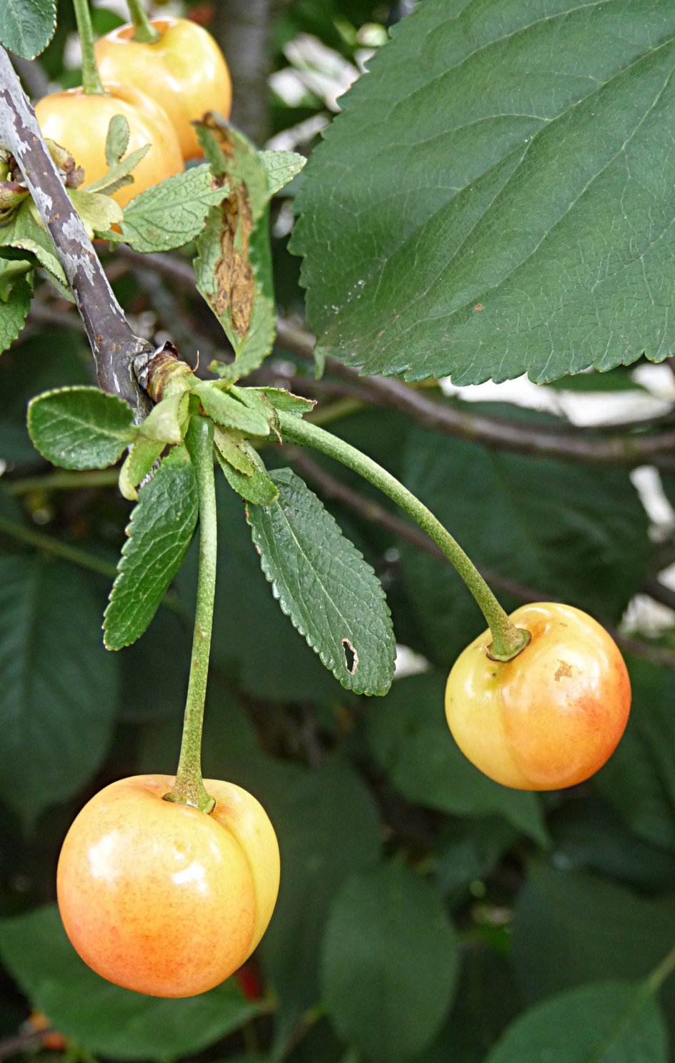 Kersen tot augustus - Planten - 
