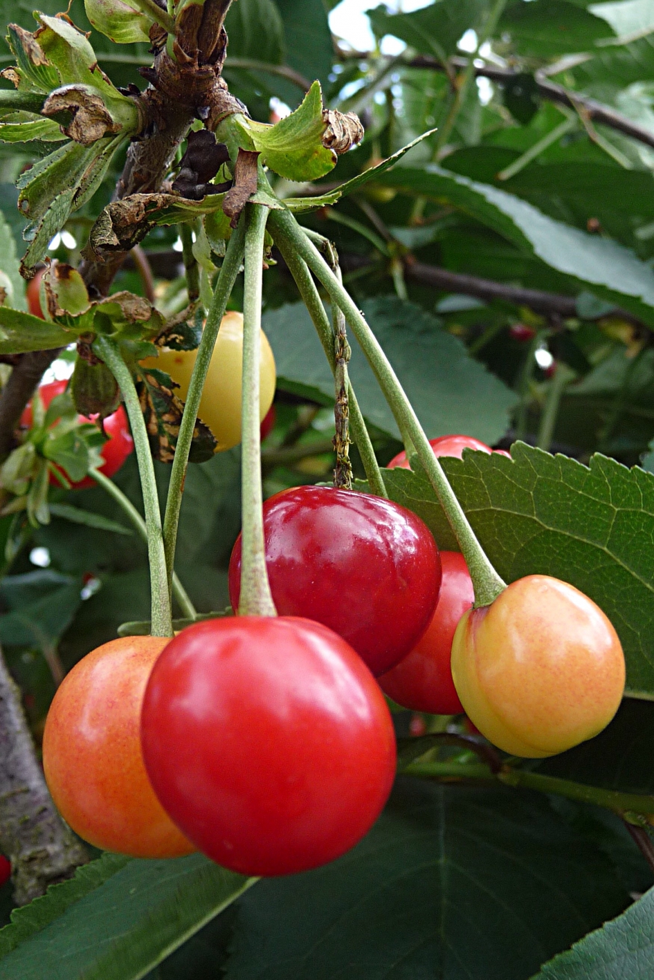 Kersenboomgaard Vernooy - Planten - 