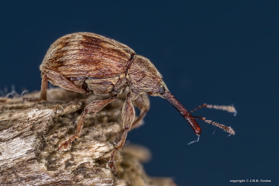 Kersenpitkever - Geleedpotigen - Kersenpitkever