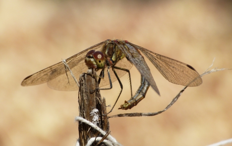Kijk eens hoe lenig ik ben!