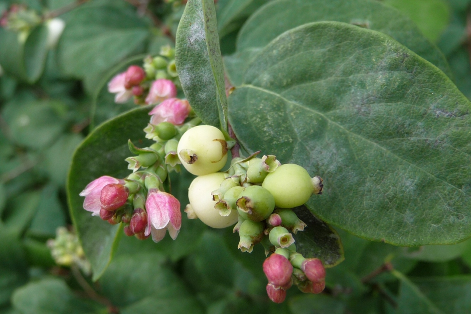 Klapbessen - Planten - 