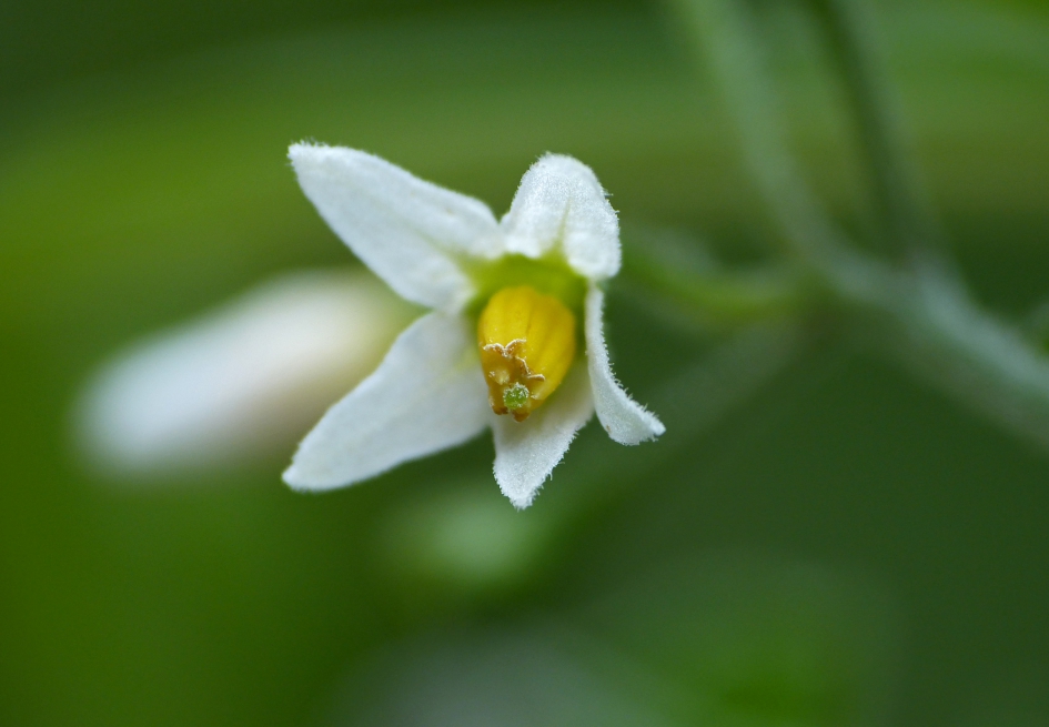 Klein maar fijn.. - Planten - 