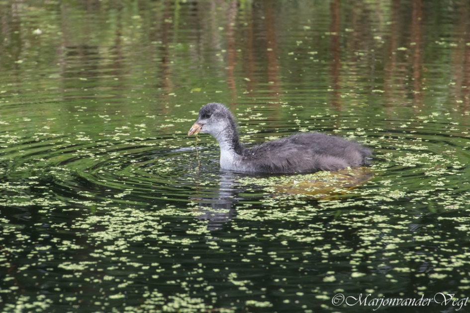 Kleine meerkoetjes - Vogels - meerkoet