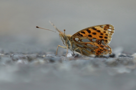 kleine parelmoervlinder