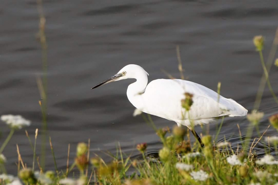 Kleine zilverreiger - Vogels - Kleine zilverreiger