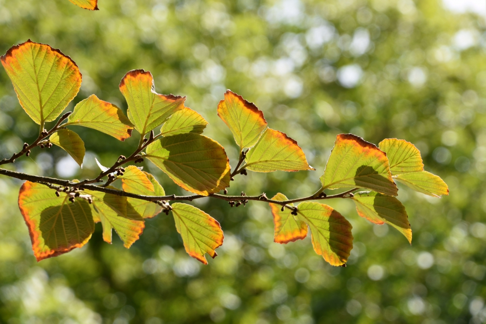 Kleurend blad - Planten - 