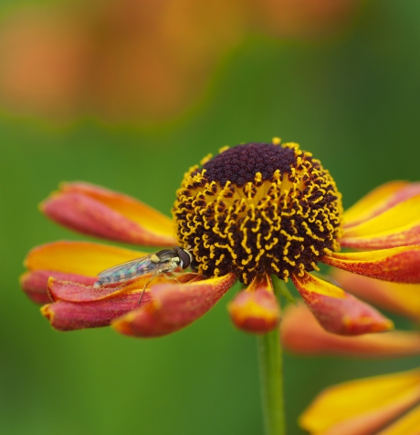 Kleurrijke reflectie