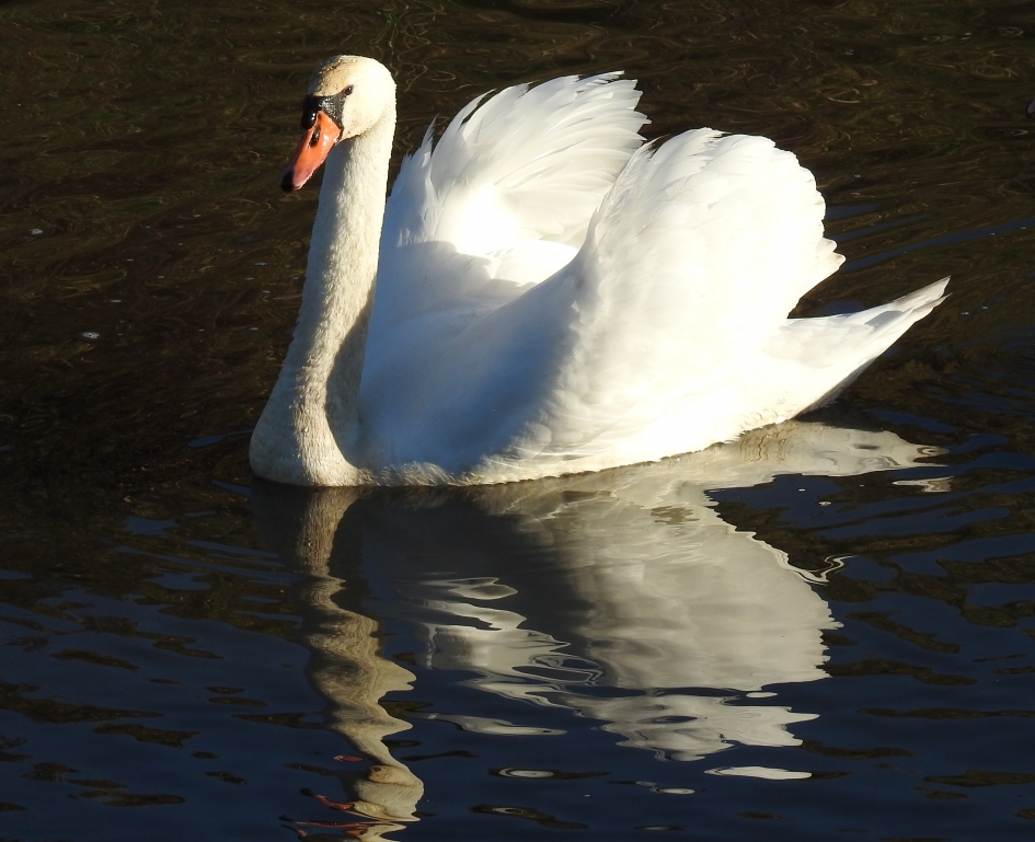 Knobbelzwaan ziet zichzelf in het water - Vogels - Knobbelzwaan