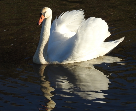 Knobbelzwaan ziet zichzelf in het water