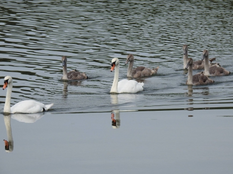 Knobbelzwanen met grote jongen