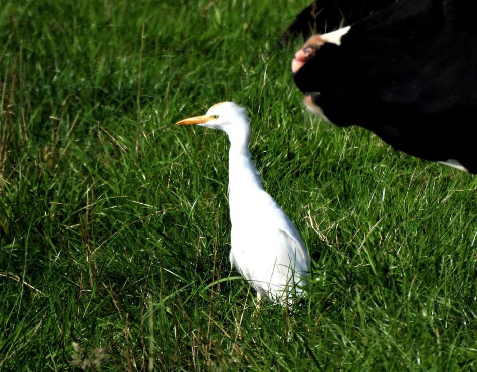 Koereiger - Vogels - Koereiger