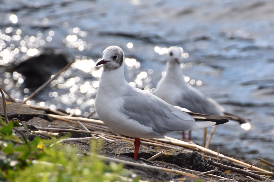 Kokmeeuwen - Vogels - 