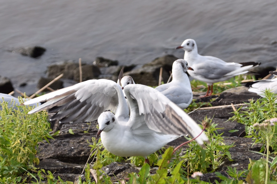 Kokmeeuwen - Vogels - 