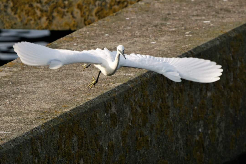 Kom maar hierheen - Vogels - Kleine zilverreiger