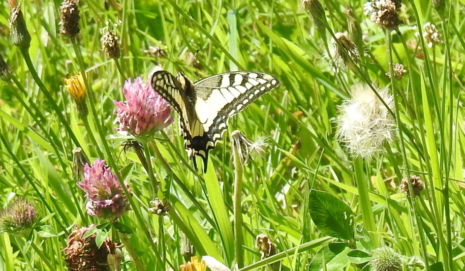 Koninginnenpage - Geleedpotigen - Koninginnenpage