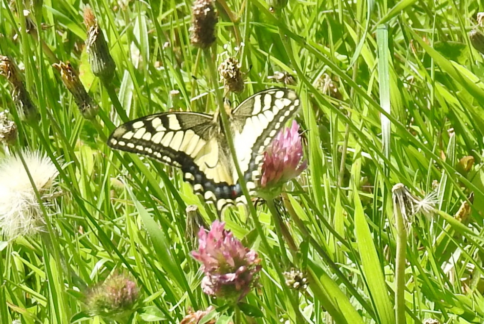 Koninginnenpage - Geleedpotigen - Koninginnenpage