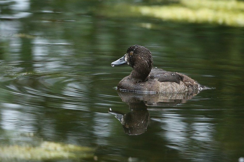 Kuifeend - Vogels - Krakeend