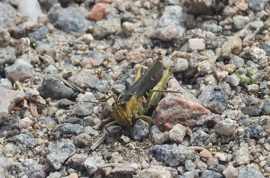 Krasser - Geleedpotigen - Krasser